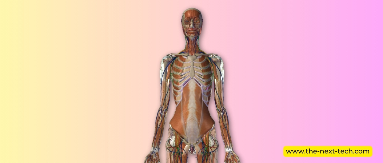 Zygote Body anatomy learning app